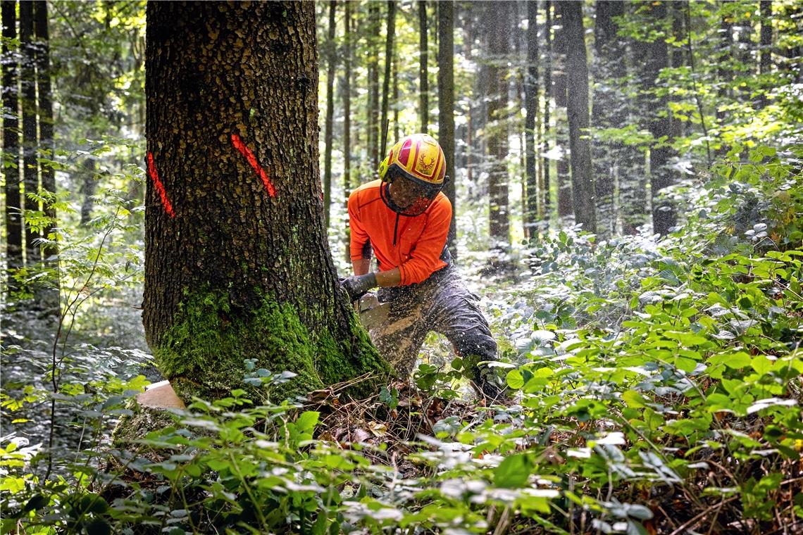 Trotzdem müssen Waldarbeiter in den Bereichen ran, an die der Harvester nicht hinkommt. Die Bäume werden mit einer Seilwinde zu den Rückegassen gezogen.