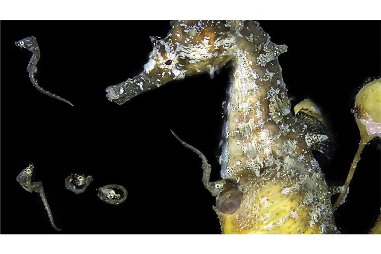 Tschüss Papa: die Jungtiere verlassen die Bruttasche eines männlichen koreanischen Seepferdchens.