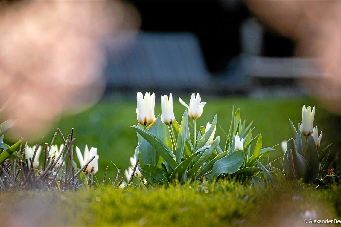 Tulpen auf dem Annonayspielplatz.