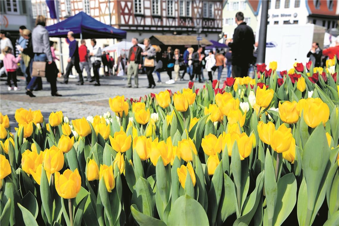 Tulpen auf der Marktstraße vor dem Rathaus in der Backnanger Innenstadt. Foto: A. Becher
