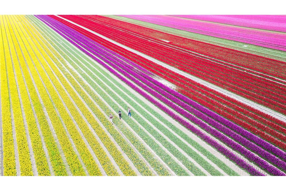 Tulpen aus Amsterdam? Nein, Tulpen aus Niedersachsen. Auf 40 Hektar pflanzt der Eickenhof im Landkreis Gifhorn viele Millionen Tulpen an.