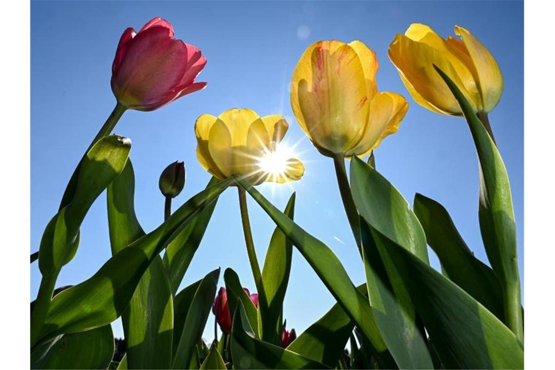 Tulpen blühen auf einem Feld für Selbstpflücker. Foto: Felix Kästle/dpa