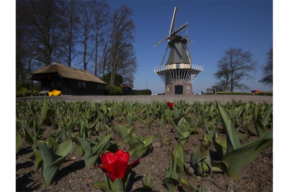 Tulpen für die Tonne: Blumen landen massenweise im Müll Tulpen blühen im Botanischen Garten Keukenhof in den Niederlanden, der aufgrund der Ausgangsbeschränkungen zur Eindämmung des Coronavirus geschlossen ist. Foto: Peter Dejong/AP/dpa