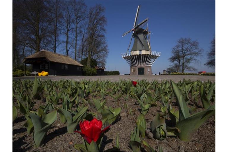 Tulpen blühen im Botanischen Garten Keukenhof in den Niederlanden, der aufgrund der Ausgangsbeschränkungen zur Eindämmung des Coronavirus geschlossen ist. Foto: Peter Dejong/AP/dpa