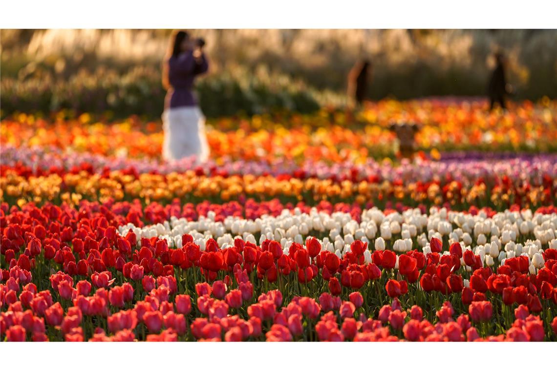 Tulpen blühen in einem Park in der Stadt Kunming in der südwestchinesischen Provinz Yunnan.