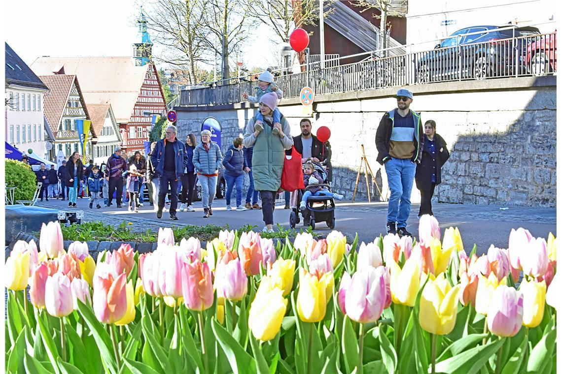 Tulpenfrühling in Backnang 2025.