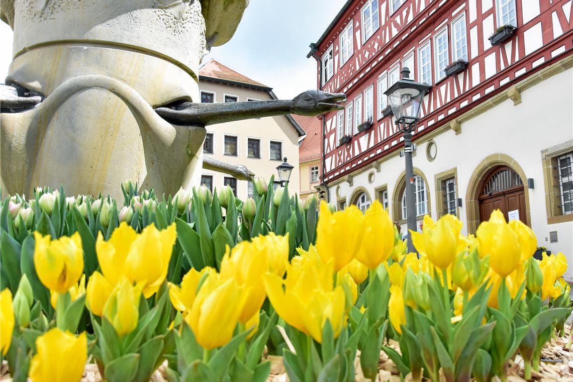 Tulpenfrühling in Backnang 2026. SK