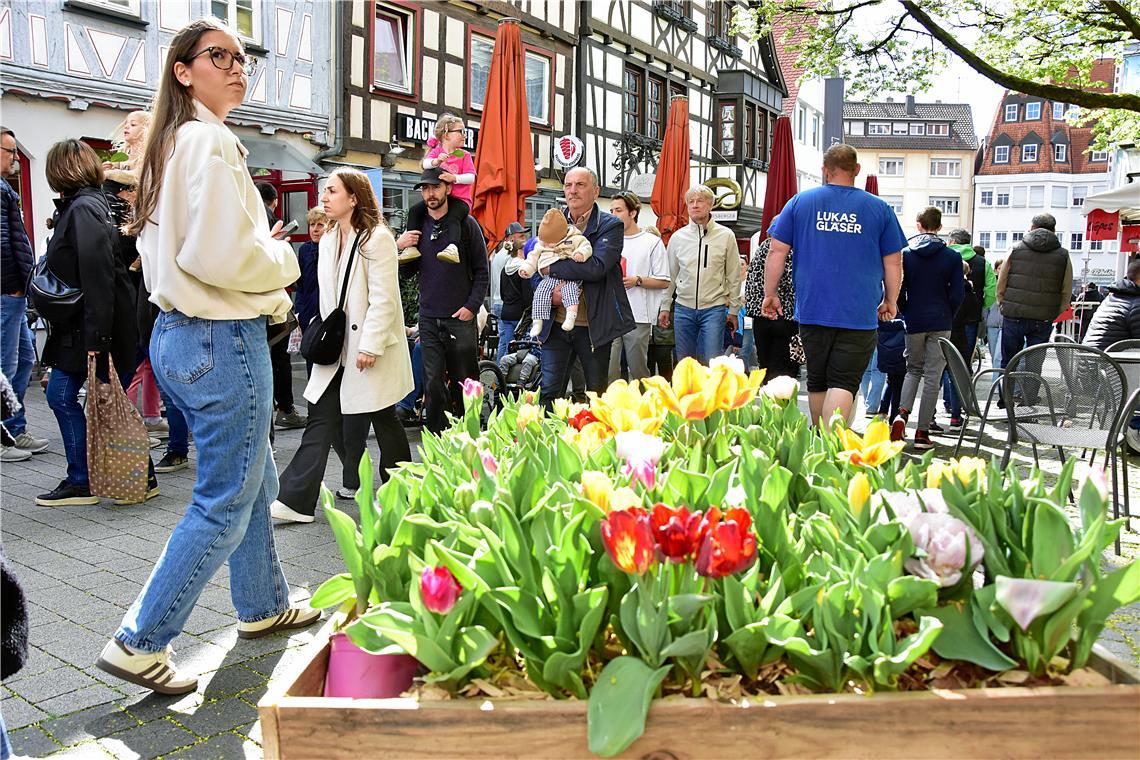 Tulpenfrühling in Backnang 2026. SK
