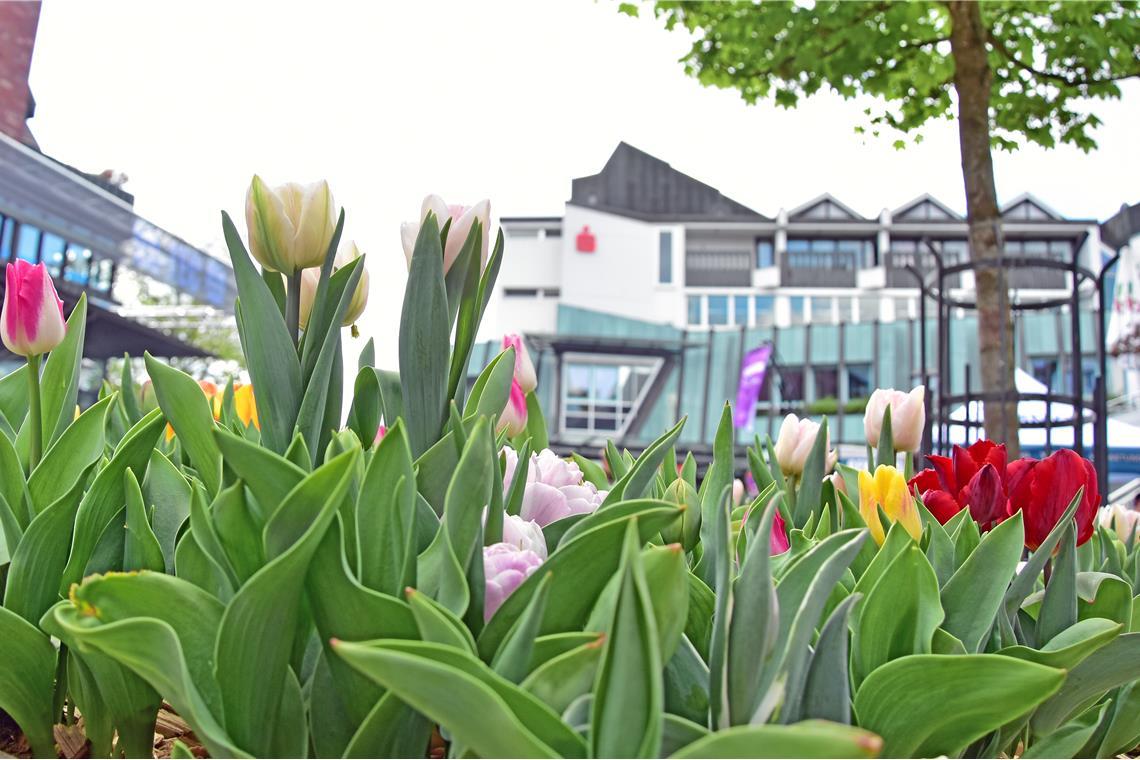 Tulpenfrühling in Backnang 2026. SK