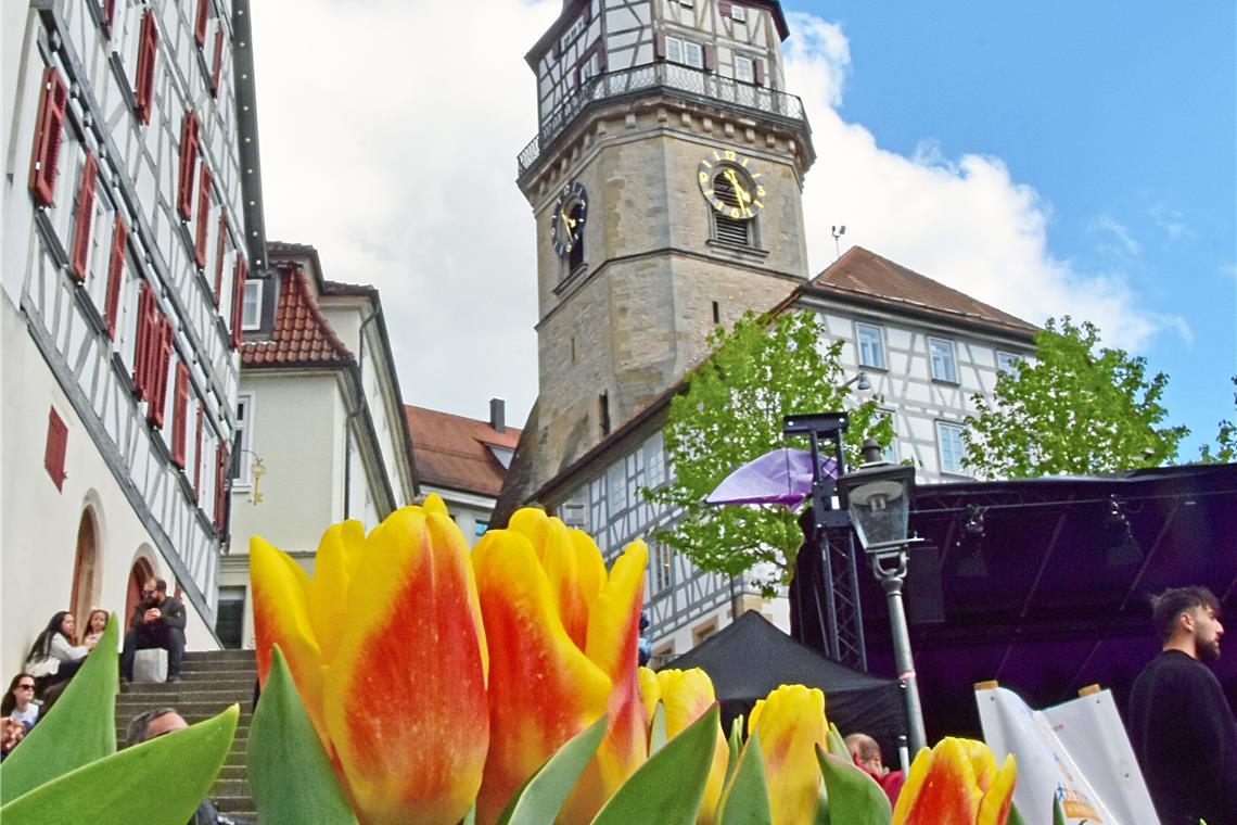 Tulpenfrühling in Backnang 2026. SK