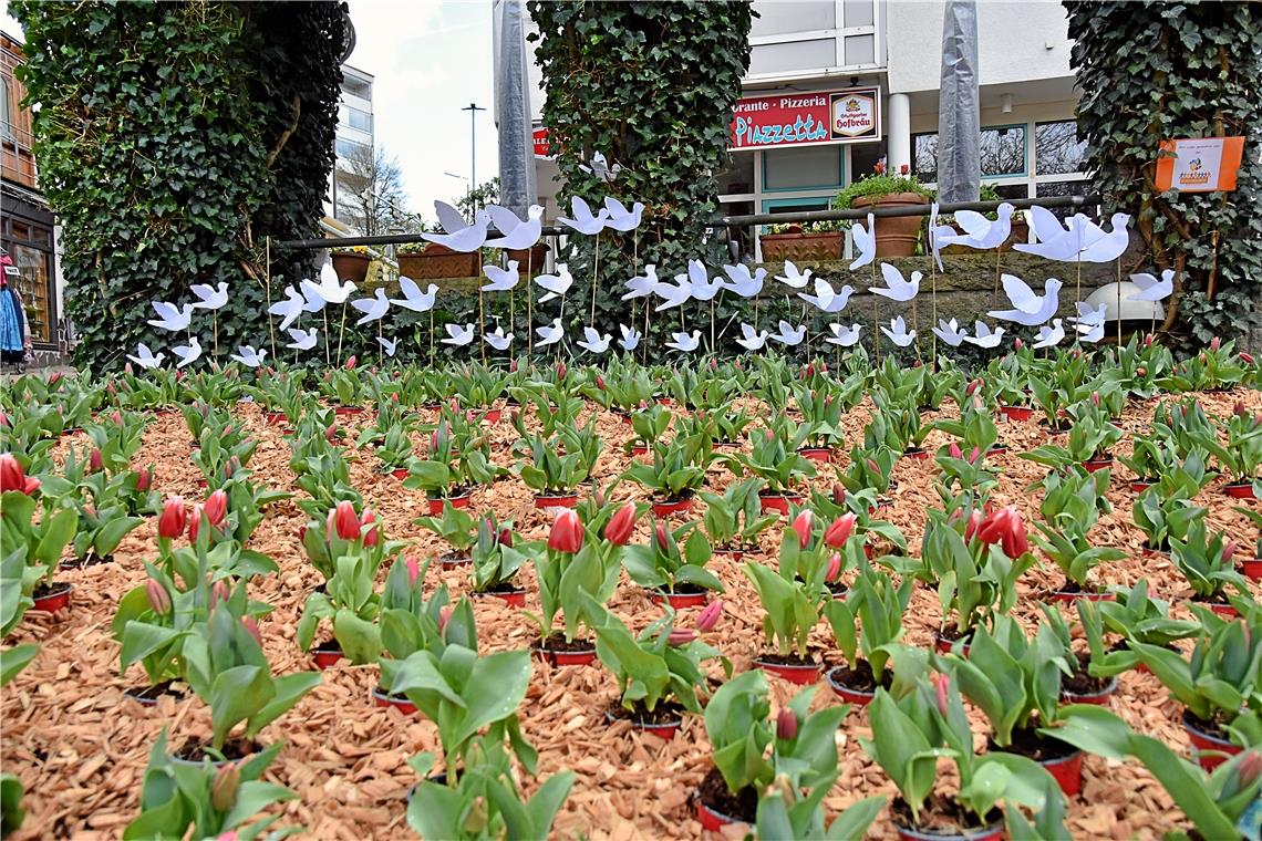Tulpenfrühling in Backnang.