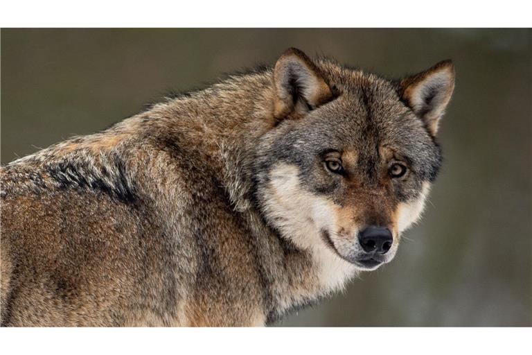 Über das Thema wird im Südwesten breit diskutiert. In Petitionen sammelten Wolfsfreunde wie -gegner Unterschriften.