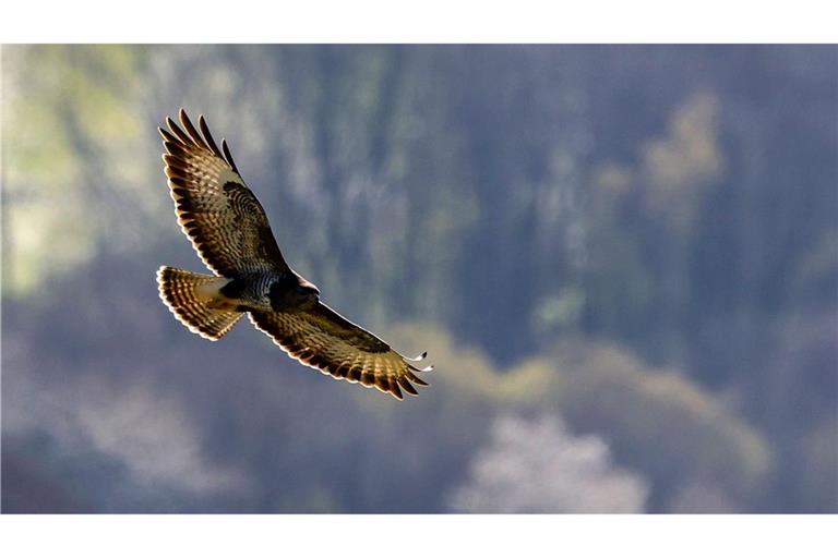 Über den Baumwipfeln: Ein Greifvogel fliegt mit ausgebreiteten Schwingen.