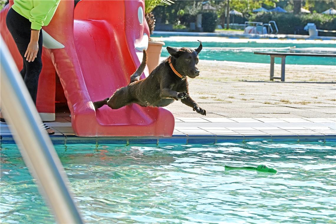 Über die Kinderrutsche ab in Wasser, Hündnin Vita beim Hundeschwimmen im Freibad...