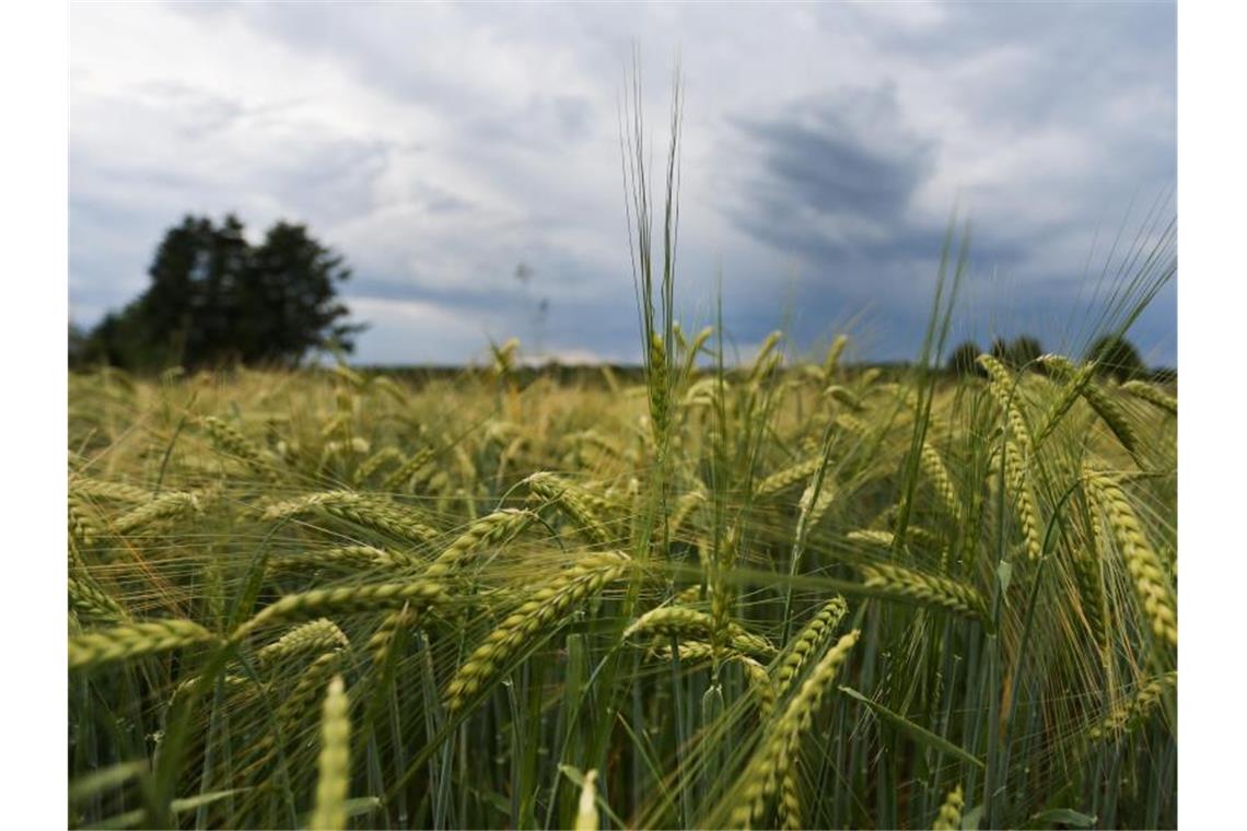 Über einem Gerstenfeld auf der Schwäbischen Alb ziehen dunkle Wolken auf. Foto: Tom Weller/dpa