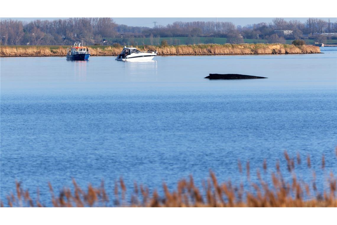 Über Tage hat der festsitzende Wal Deutschland beschäftigt.