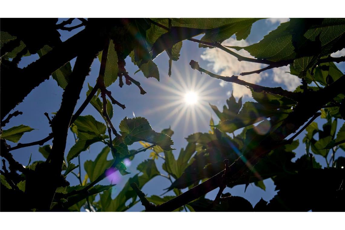 Über Temperaturen um die 30 Grad kann sich vor allem der Süden in den kommenden Tagen freuen. (Archivbild)