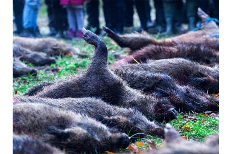 Über vierzig Wildschweine sind in der Nähe von Glaisin nach einer Treibjagd als Strecke ausgelegt. Foto: Jens Büttner/dpa-Zentralbild/dpa