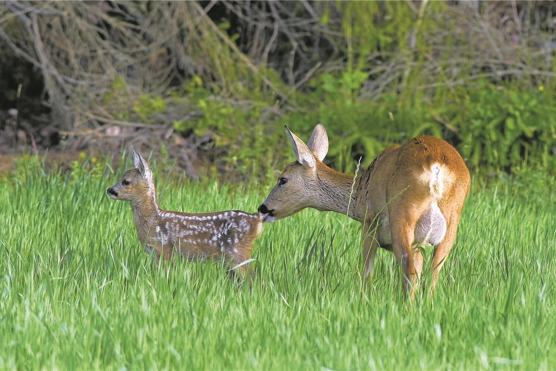 Appell: Hunde konsequent an die Leine Überall in der Natur wird jetzt Nachwuchs großgezogen. Foto: Marek/LJV