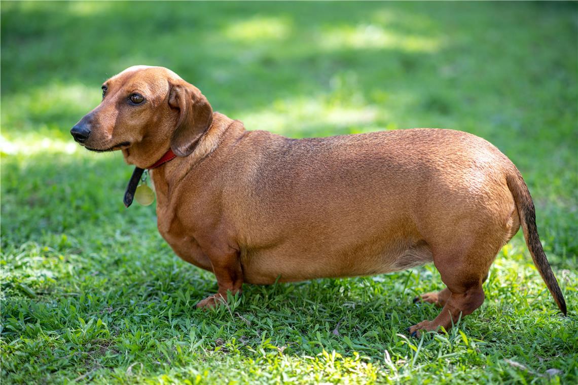 Wenn Tiere auf Diät müssen Übergewicht bei Haustieren ist keine Seltenheit mehr. Doch vielen Besitzern ist das Problem nicht bewusst. Symbolfoto: Adobe Stock/Dmitrii