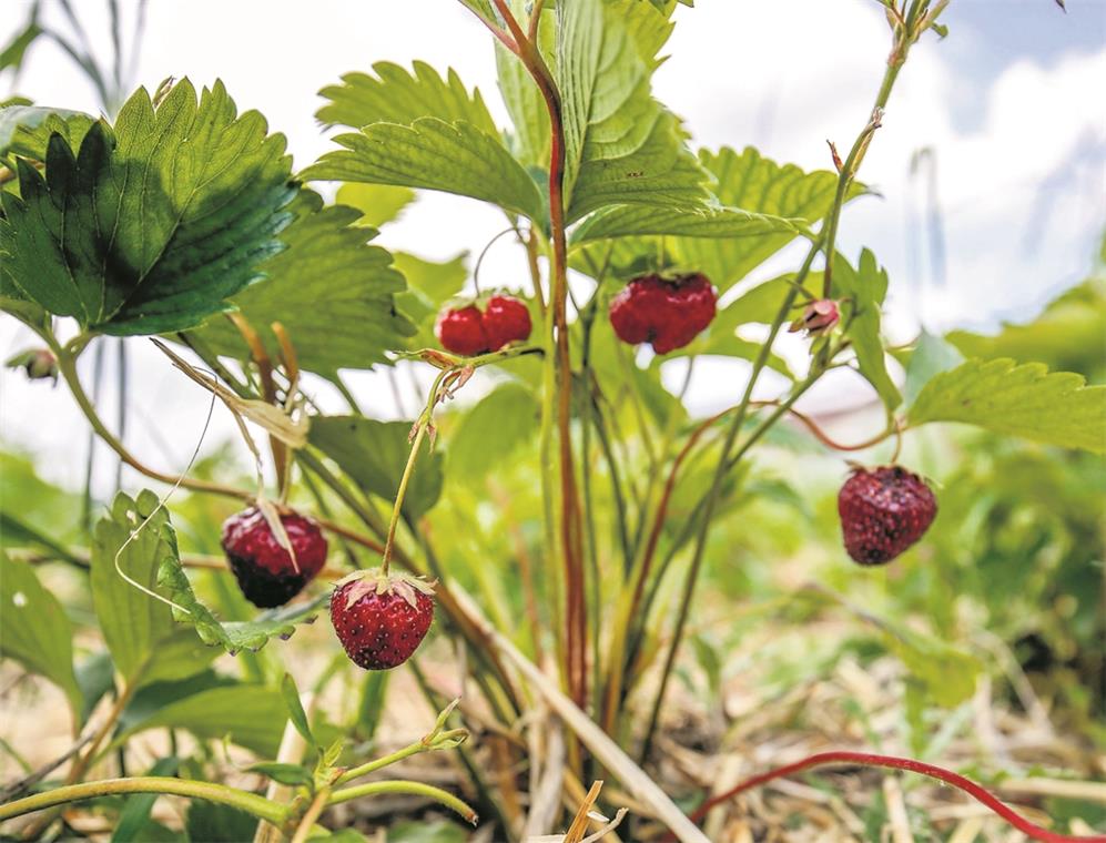 Erdbeersaison endet früher als sonst Überreife oder bereits verschimmelte Erdbeeren sind derzeit kein seltener Anblick auf den Feldern.