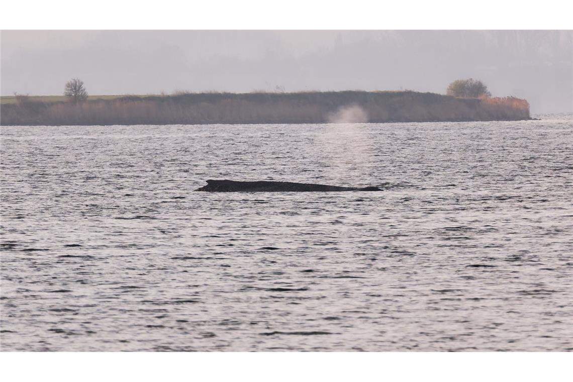 Um den Buckelwal herum ist eine Sperrzone eingerichtet worden.