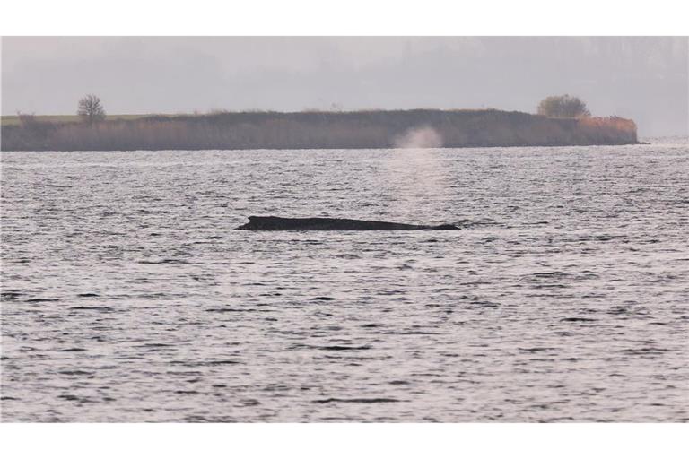 Um den Buckelwal herum ist eine Sperrzone eingerichtet worden.