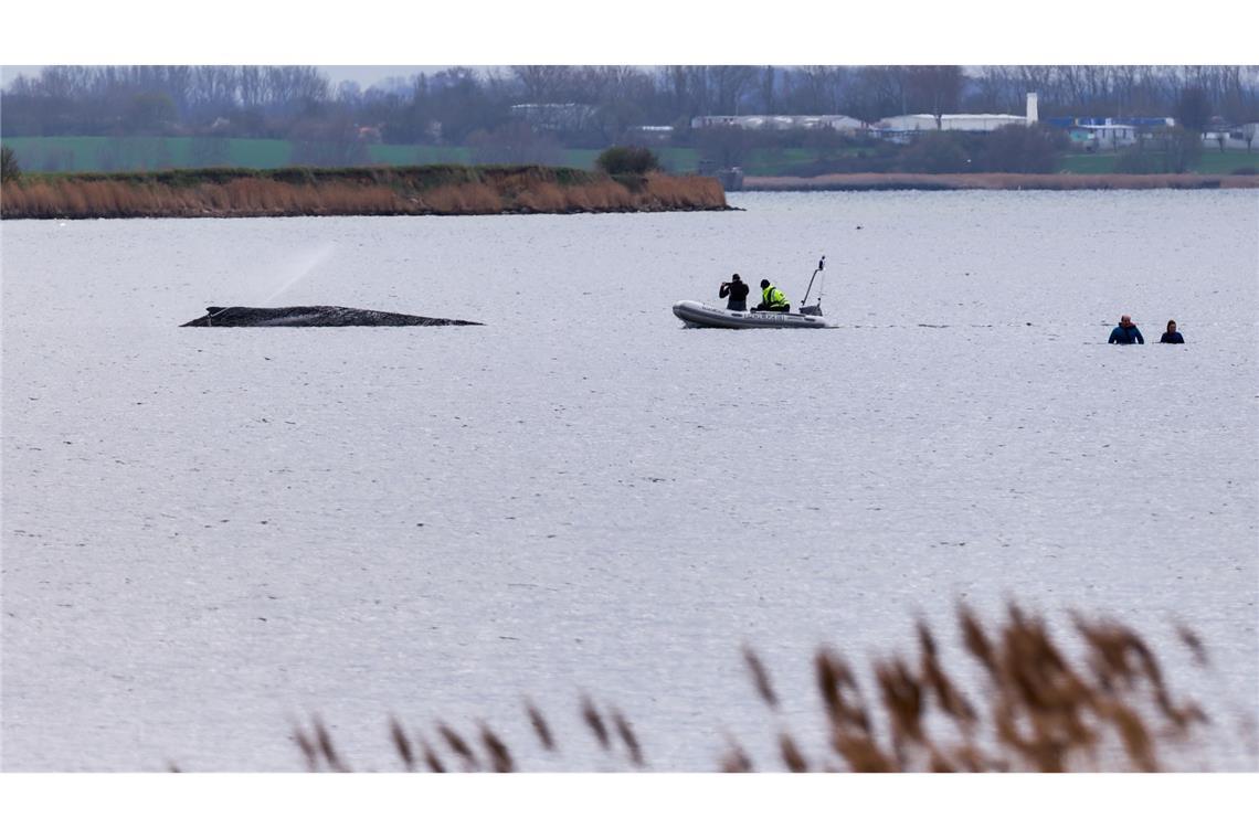 Um die Austrocknung der Haut zu verhindern, befeuchtet die Feuerwehr den Wal.