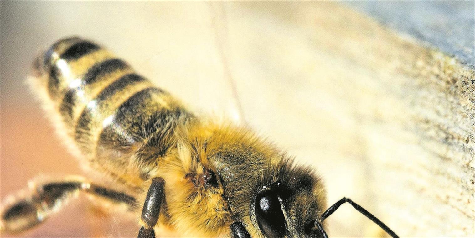 Um die Bienen ist es nicht gut bestellt. Dafür sind nicht nur die Varroamilbe und kühle Temperaturen im Frühling verantwortlich. Foto: J. Fiedler