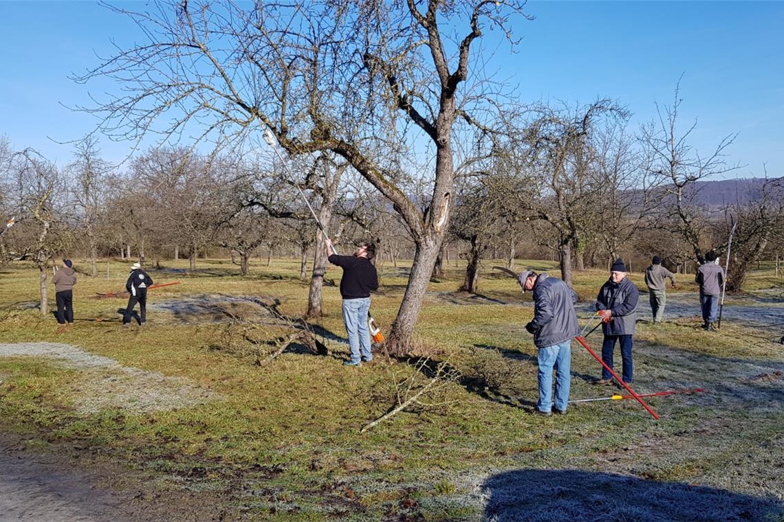 Streuobstwiesengeräte stehen in Oberweissach zur Ausleihe bereit Um Streuobstwiesen zu pflegen, sind spezielle Geräte wie zum Beispiel Hochentaster nötig. Diese stellt die Gemeinde Weissach jetzt zur Verfügung. Archivfoto: Thomas Geffken