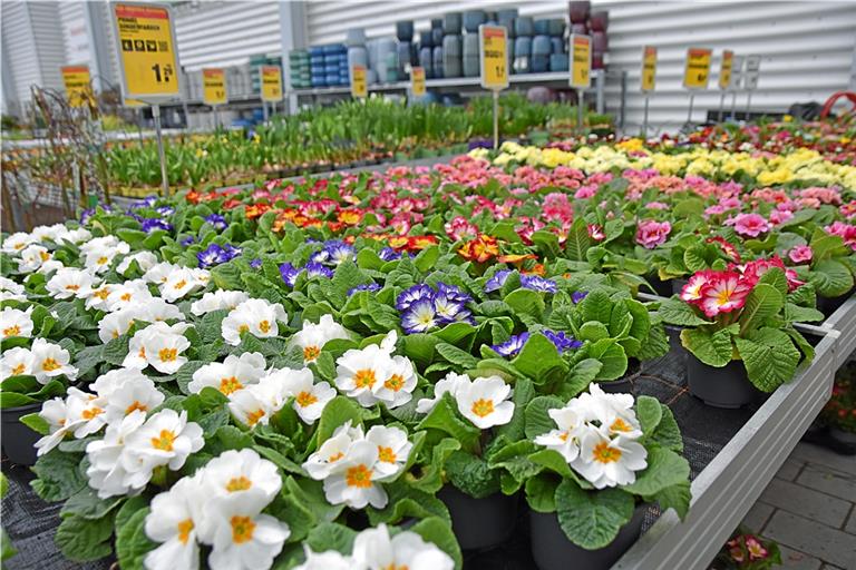 Umfangreich und bunt ist bereits das Angebot an Blumen und Pflanzen vor den Bau- und Gartenmärkten. Keine Frage, der Frühling sitzt schon in den Startlöchern. Fotos: Tobias Sellmaier