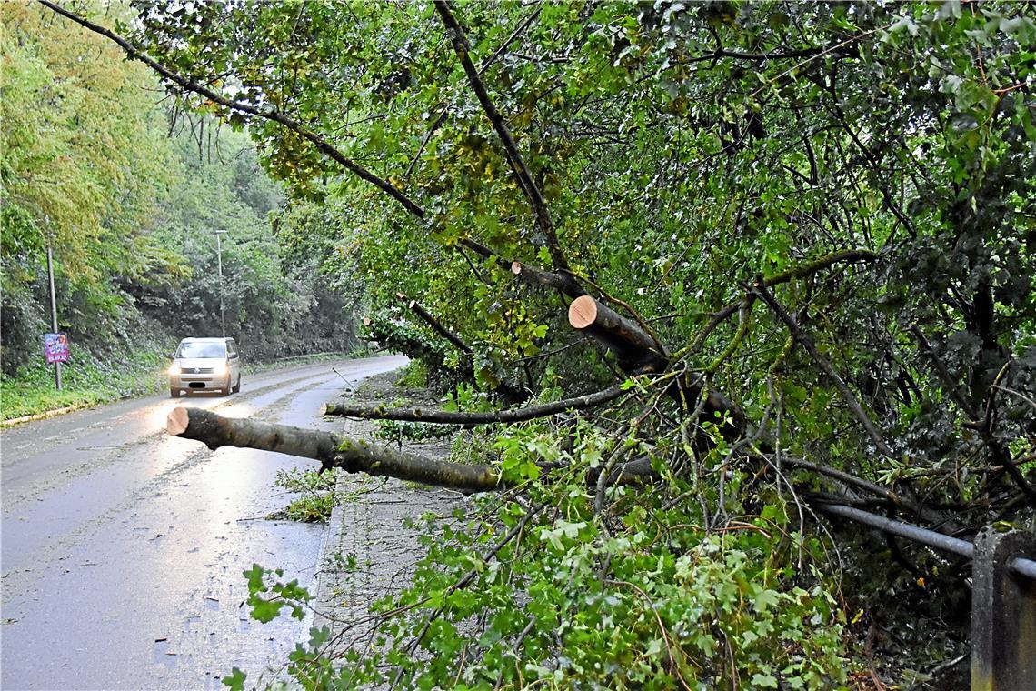 Umgestürtze Bäume stellen nicht nur an den Straßen, sondern vor allem auch im Wald ein Risiko für Fußgänger dar. Symbolbild: Tobias Sellmaier 