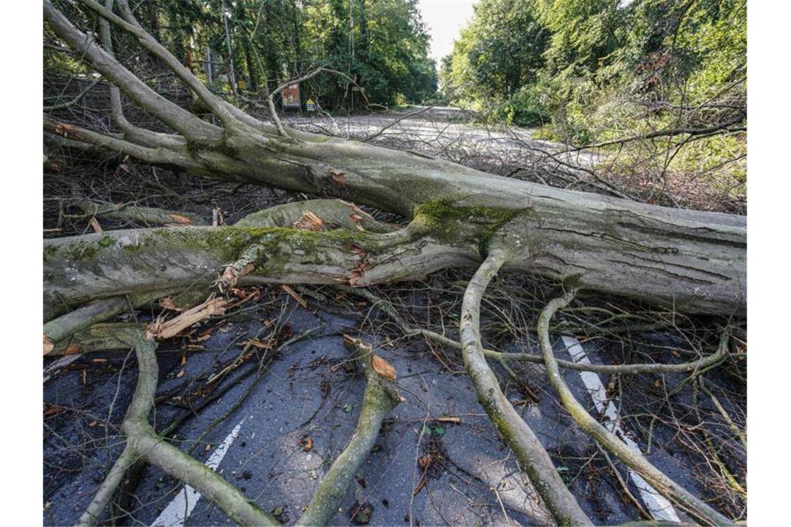 Dutzende Verletzte bei schweren Unwettern über Deutschland Umgestürzte Bäume in Wiesbaden. Foto: Frank Rumpenhorst