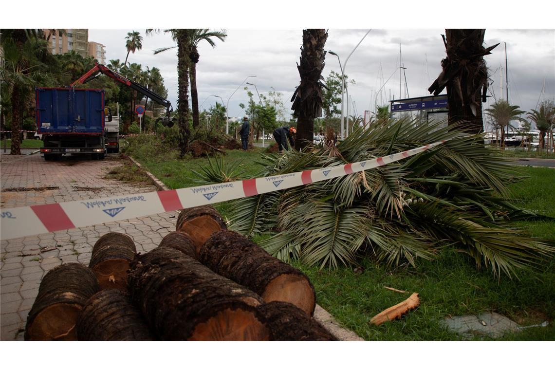 Sturm und Regen sorgen für Chaos auf Mallorca Umgestürzte Bäume liegen an der Strandpromenade von Palma.