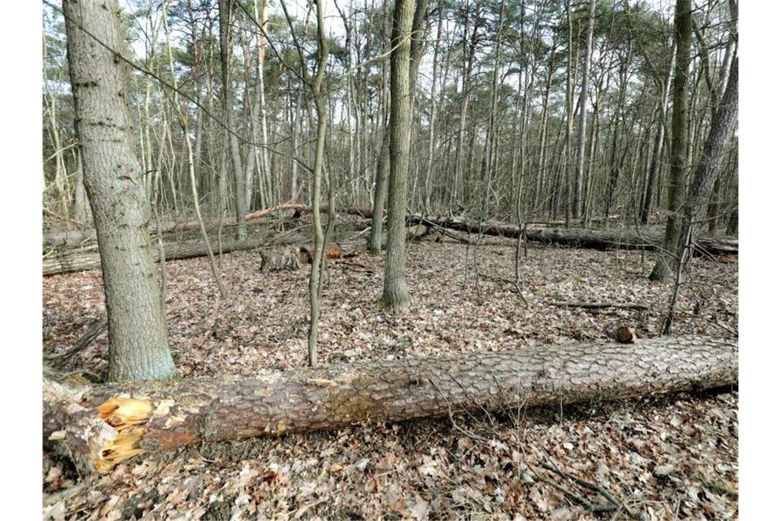 Umgestürzte Bäume und Totholz in einem Mischwaldbestand mit Kiefern liegen im Revier Müggelsee im Bezirk Köpenick am Rand eines Waldweges. Foto: Wolfgang Kumm/dpa