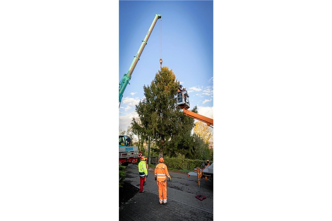 Umgeworfen wird der ausgewählte Baum nicht, dabei würden zu viele Äste beschädigt werden. Stattdessen wird er am Kran hängend abgesägt.