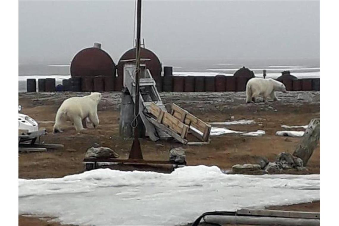 Wieder Eisbär-Alarm am Nordpolarmeer Umherstreunende Eisbären in der Nähe einer Siedlung auf der Tschuktschen-Halbinsel. Foto: WWF