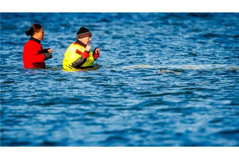 Umweltminister Till Backhaus war auch am Sonntag wieder direkt am Wal.