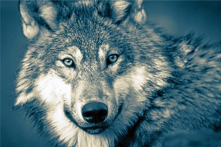 (Un-)gefährlich: Der Wolf. Foto: M. Hassan/Pixabay