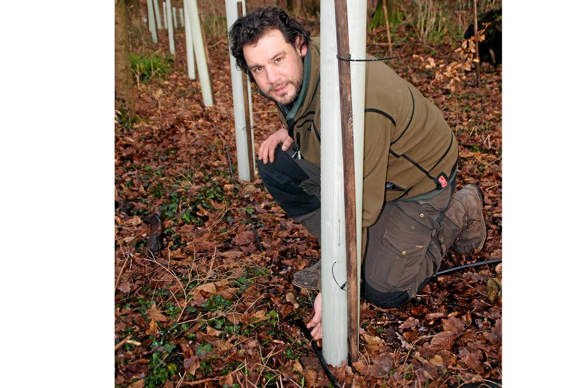 Bäume im Wald werden bewässert