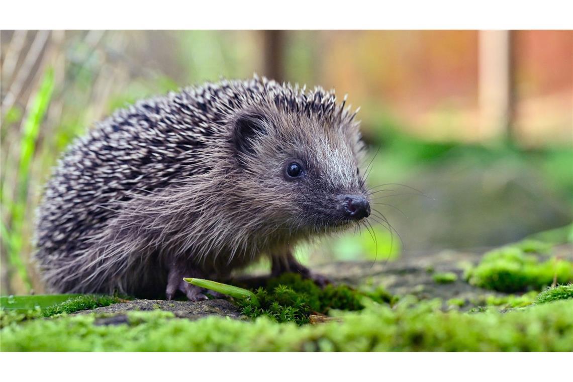 Neun Igel in Papiertonne gefunden – Peta setzt Belohnung aus Unbekannte setzten mehrere Igel in Freiburg in eine Papiertonne. (Symbolbild)