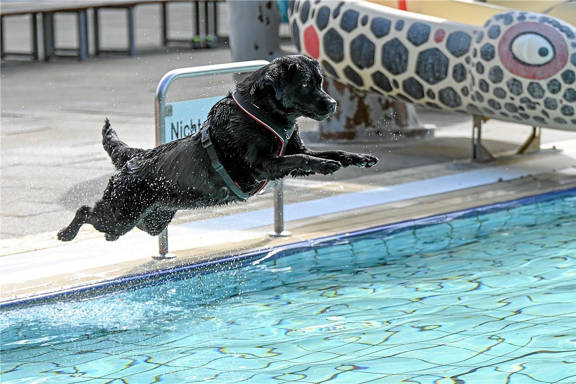Und Sprung! Dieser Hund kann es offensichtlich kaum erwarten, ins Wasser zu kommen. Foto: Tobias Sellmaier