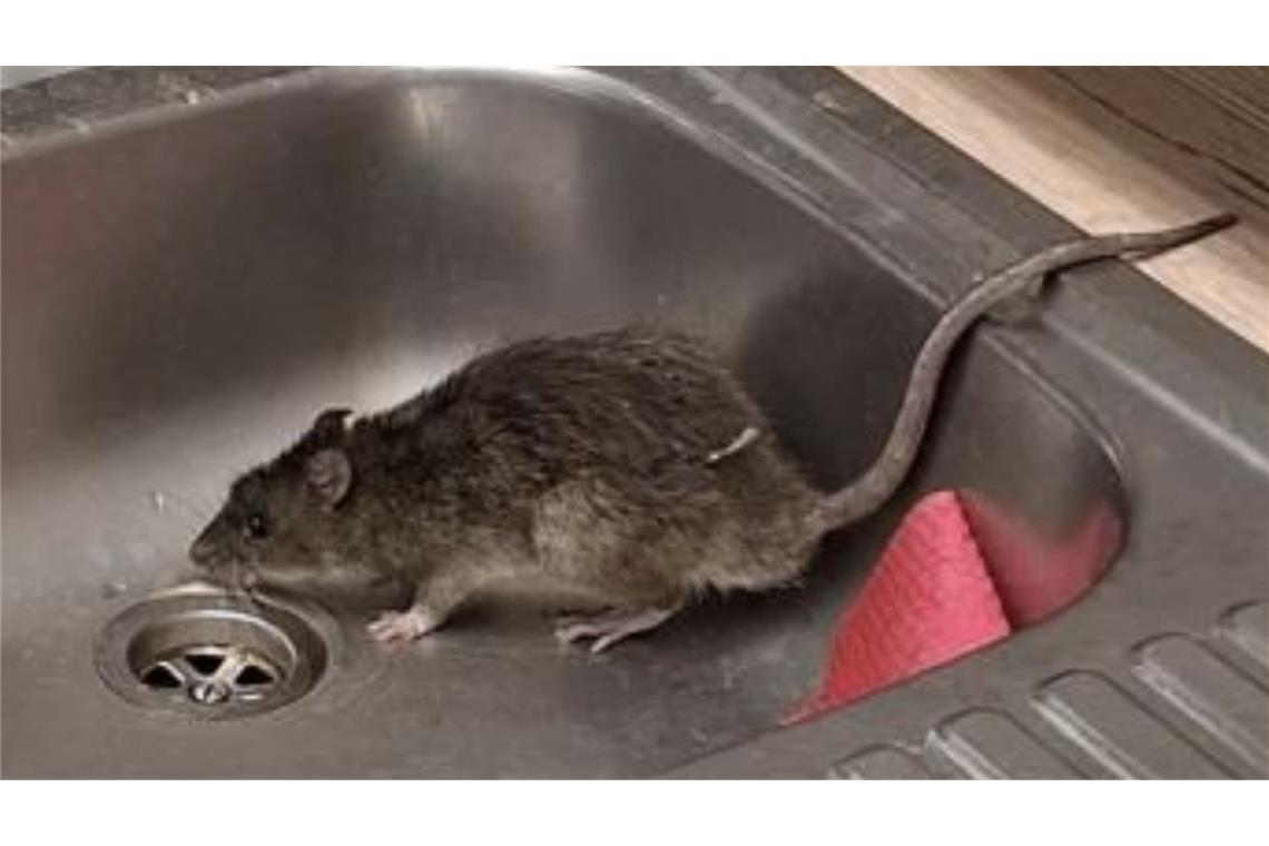 Unerwünschter Besuch in einem Spülbecken der Karlsruher Polizei im Oktober 2025 (Archiv).