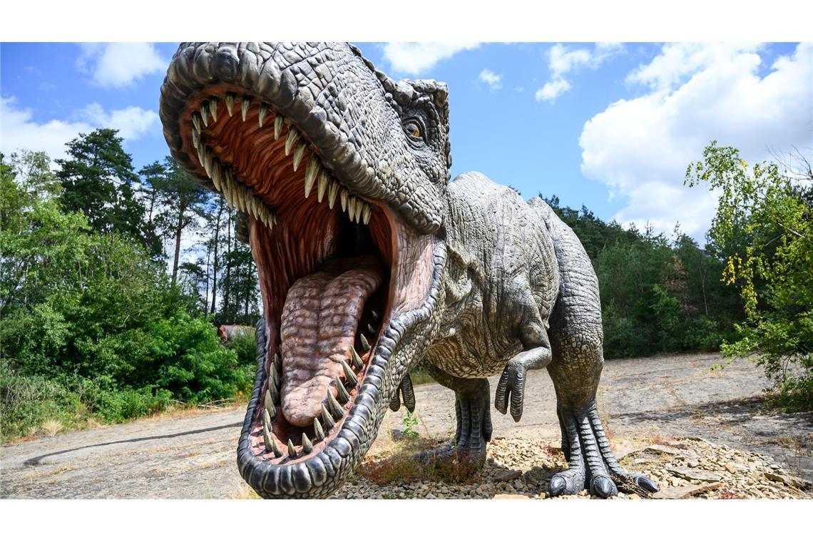 Ungefähr 15 bis 20 Jahre dauert es, bis ein Mensch ausgewachsen ist - beim gigantischen Tyrannosaurus rex waren es wohl zwei Jahrzehnte mehr.