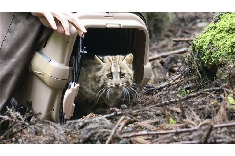 Unsicher schaut sich diese junge männliche Leopardenkatze um, bevor sie ihren Transportbehälter verlässt. Das Tier wurde im Südwesten der japanischen Insel Tsushima in die Freiheit entlassen, nachdem es wegen Verletzungen durch einen Autounfall in einem Schutzzentrum behandelt wurden war.