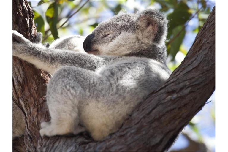 Unter den Tierarten, die dringend Hilfe brauchen, sind auch Koalas. Foto: Daniel Naupold/dpa