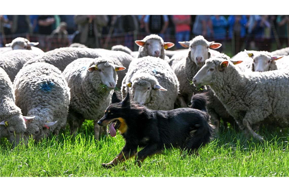 Bilder des Tages Unter Schafen: Ein Hütehund treibt Schafe beim Landesleistungshüten der Schäfer in Sachsen-Anhalt.