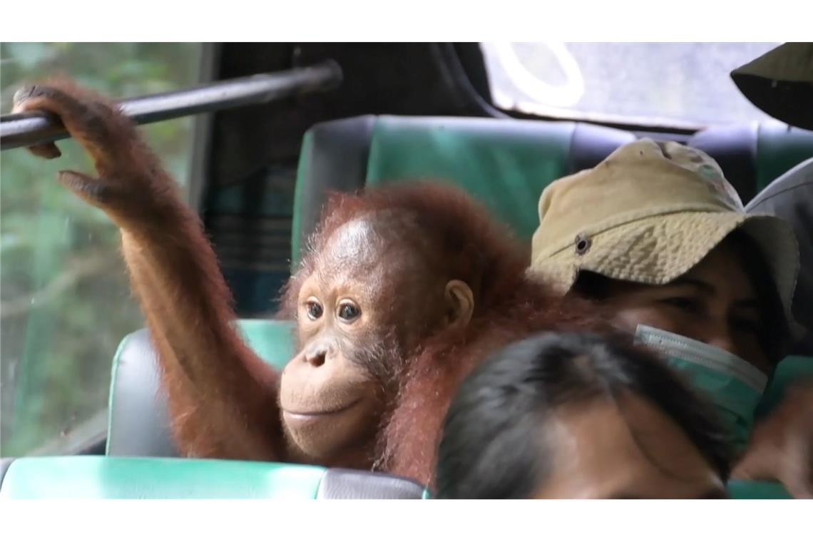 Orang-Utans im Bus: Waldschule auf Borneo zieht um