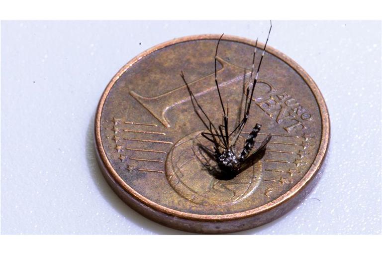 Unweit der deutschen Grenze im Elsass ist eine lokale Infektion mit dem Chikungunya-Virus entdeckt worden (Archivbild).