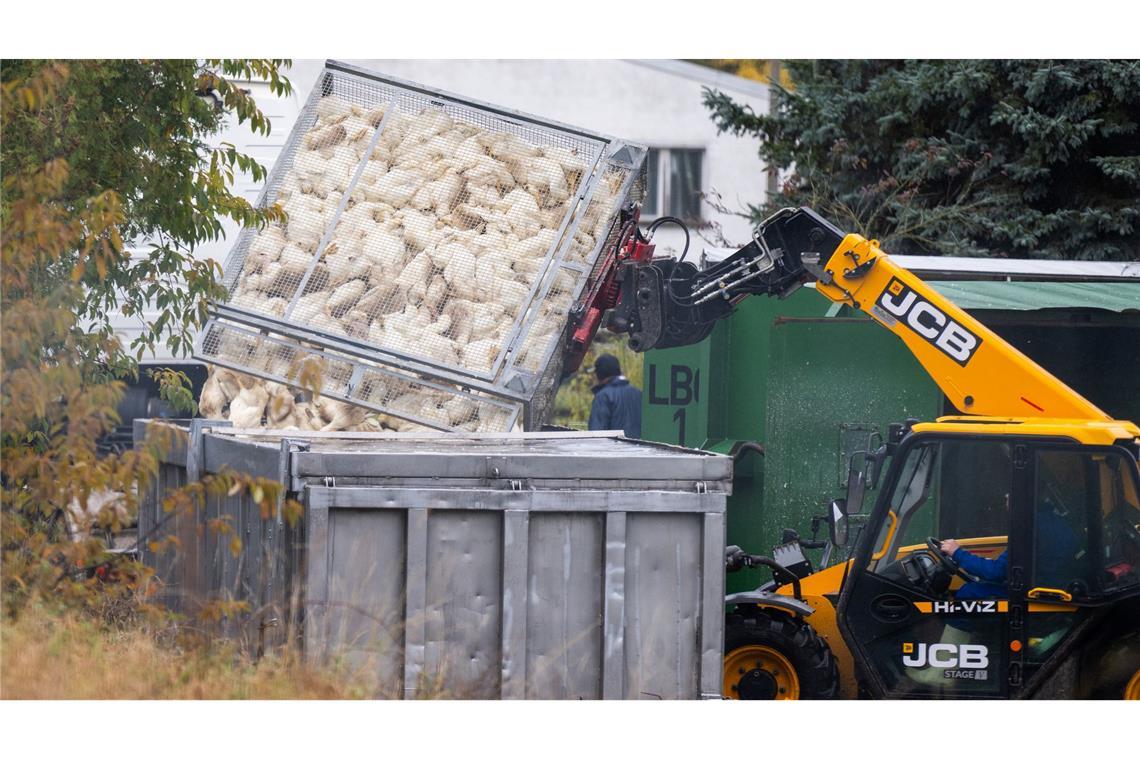 Vogelgrippe breitet sich aus – Stallpflicht greift Vogelgrippe breitet sich aus – Stallpflicht greift
